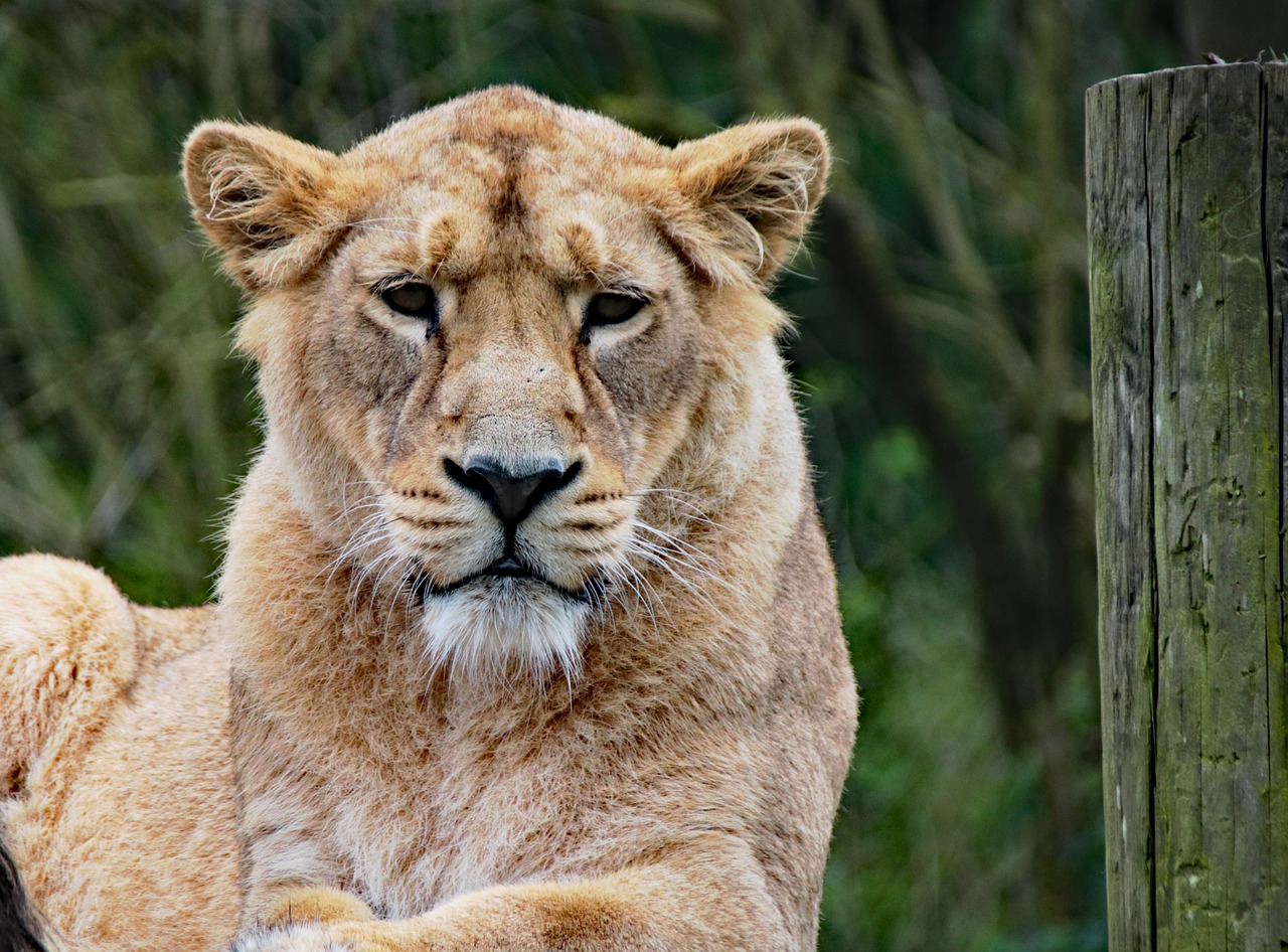 Image - lioness pride wild lion africa