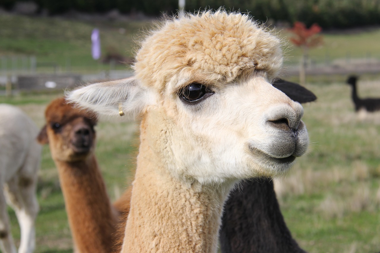 Image - adorable lamb alpacas lavender