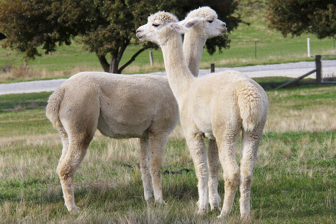 Image - adorable lamb alpacas lavender