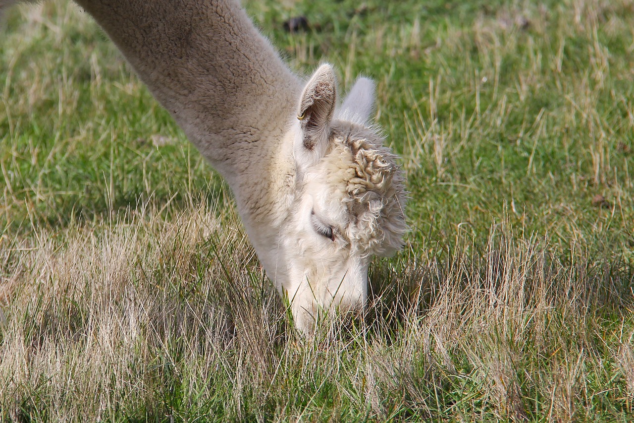 Image - adorable lamb alpaca lavender farm