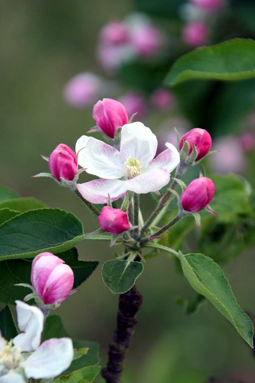 Image - flower tree apple nature garden