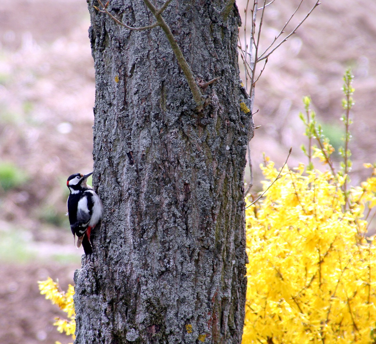 Image - bird pic great spotted tree nature
