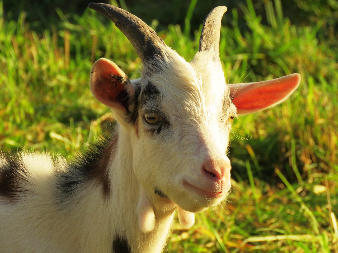 Image - goat billy goat horns horned