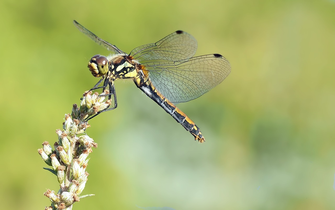 Image - insect nature live