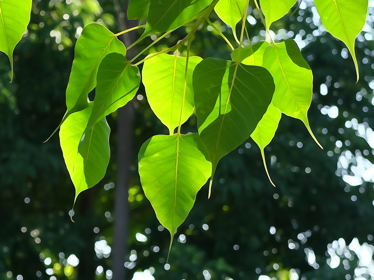 Image - bodhi leaf tree leaf green buddhism