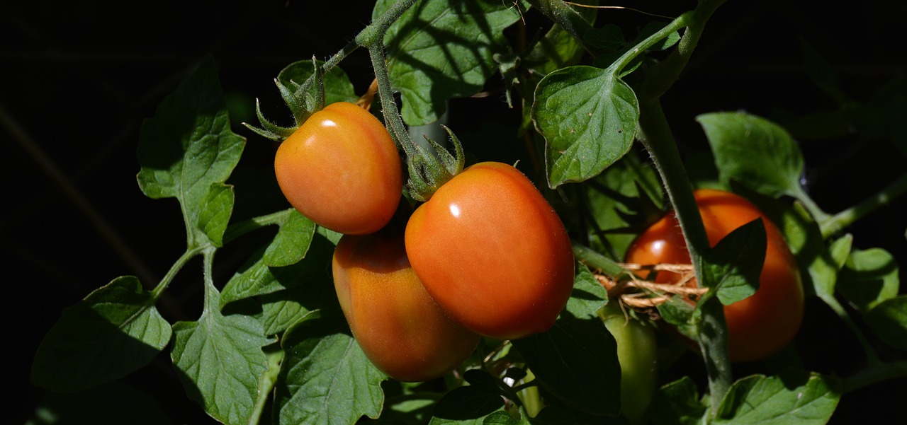 Image - tomatoes roma tomatoes garden