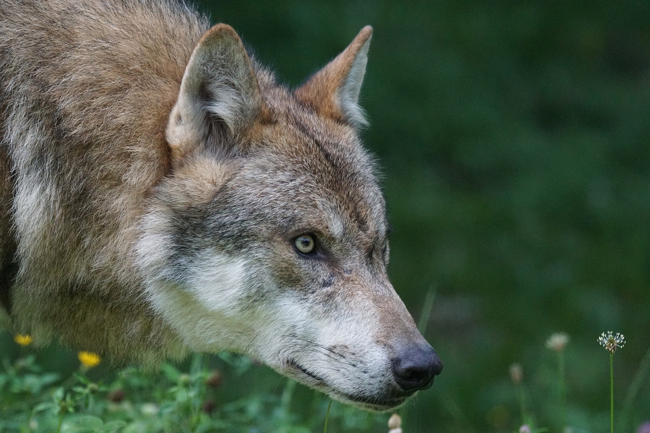 Image - wolf predator european wolf