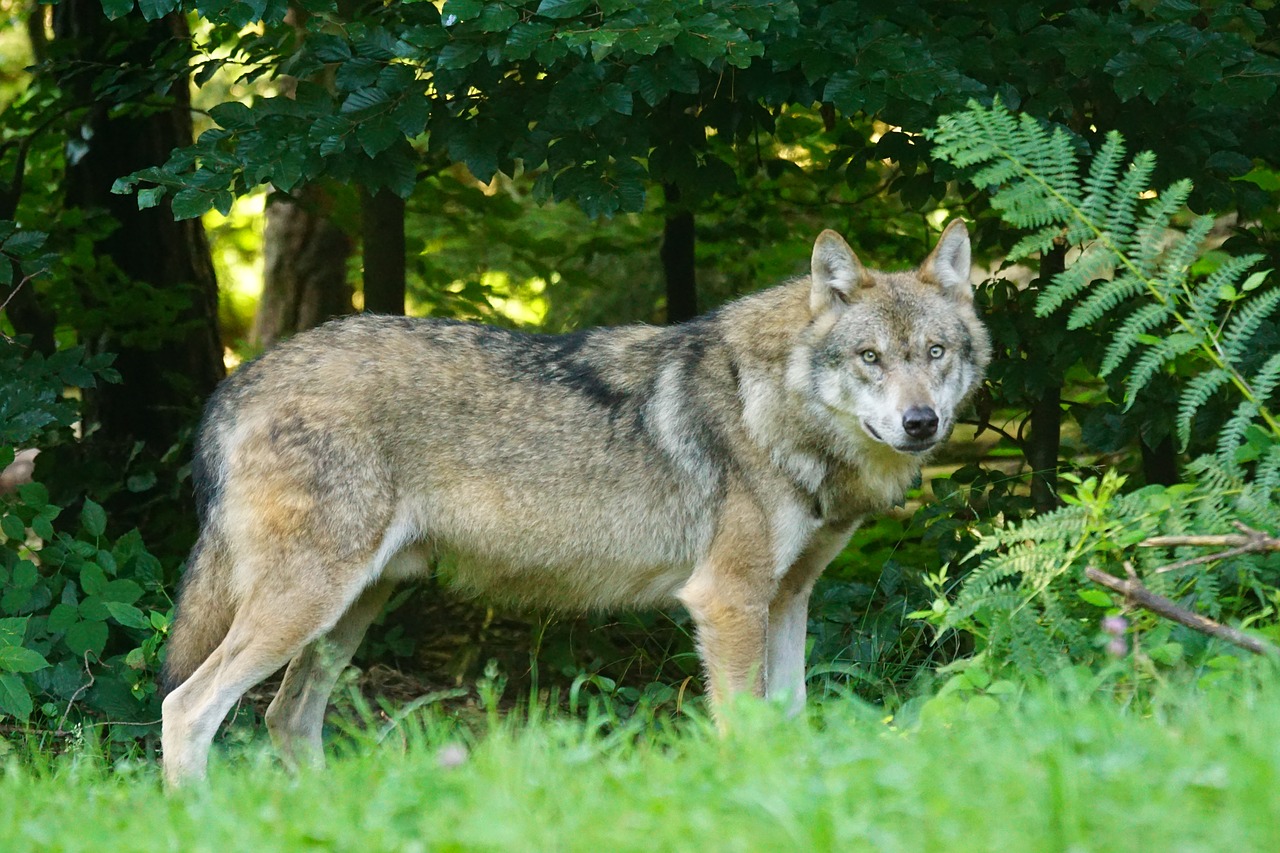 Image - wolf predator european wolf