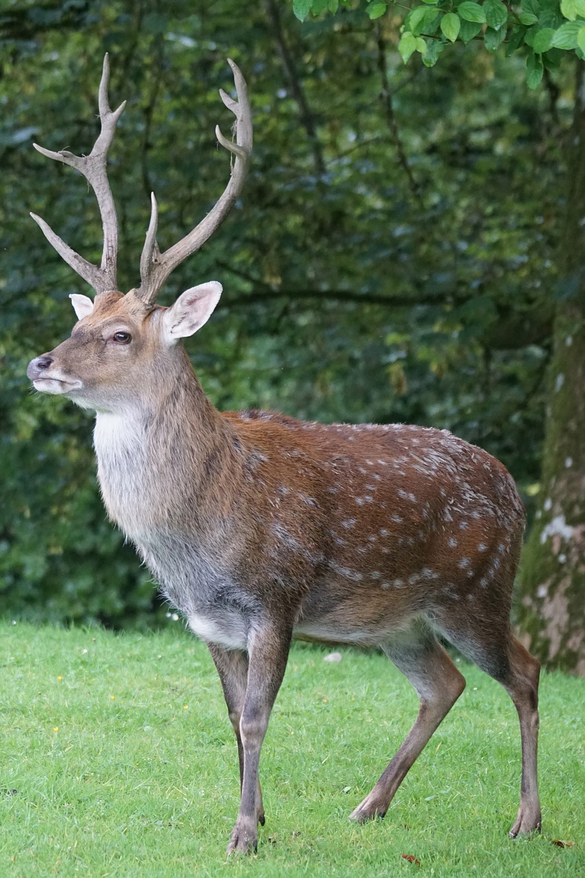 Image - sika deer hirsch platzhirsch mammal