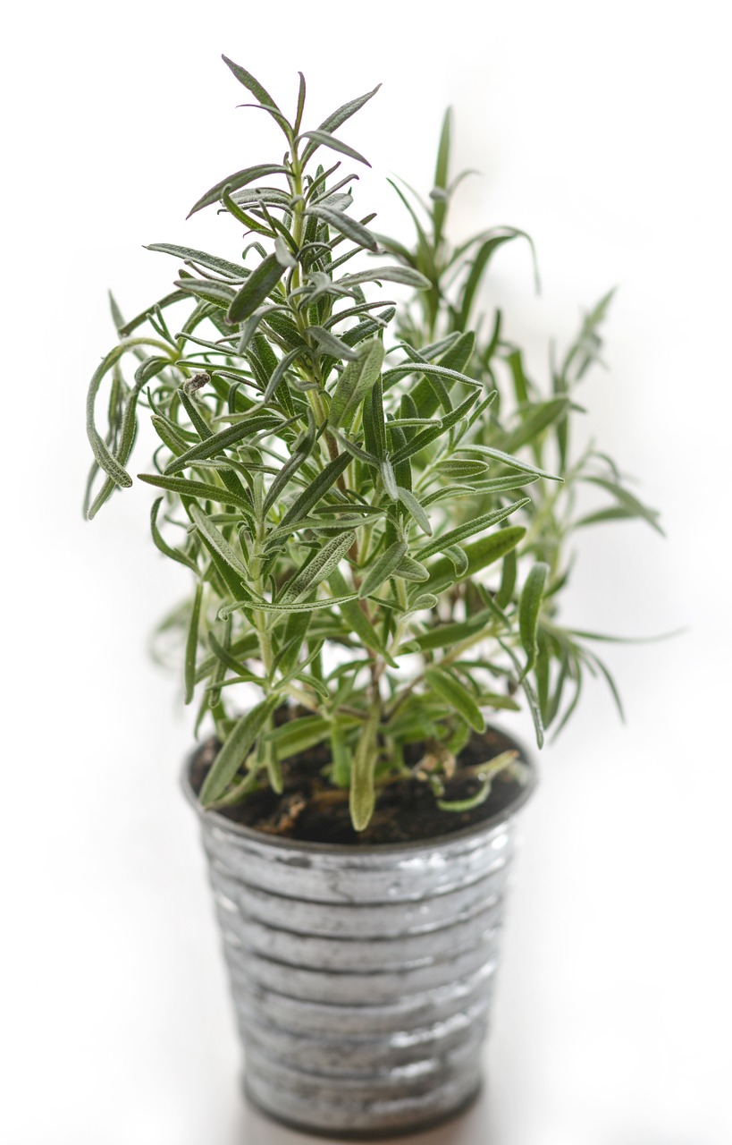 Image - rosemary herb herbal ingredient