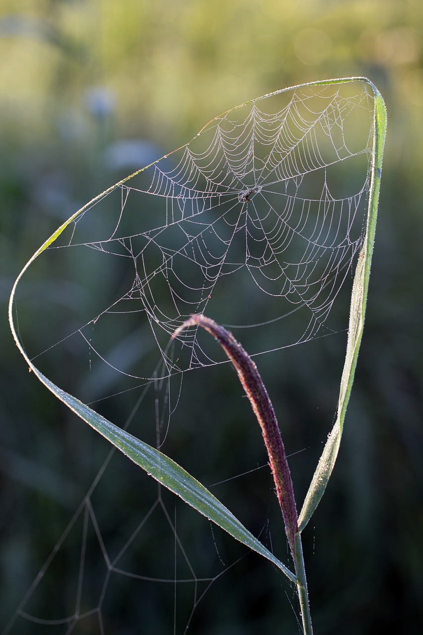 Image - cobweb morning sun reed nature