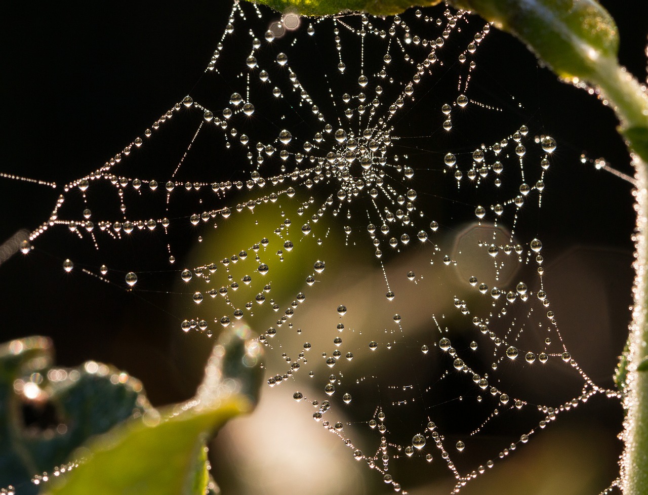 Image - cobweb dew drip morgentau network