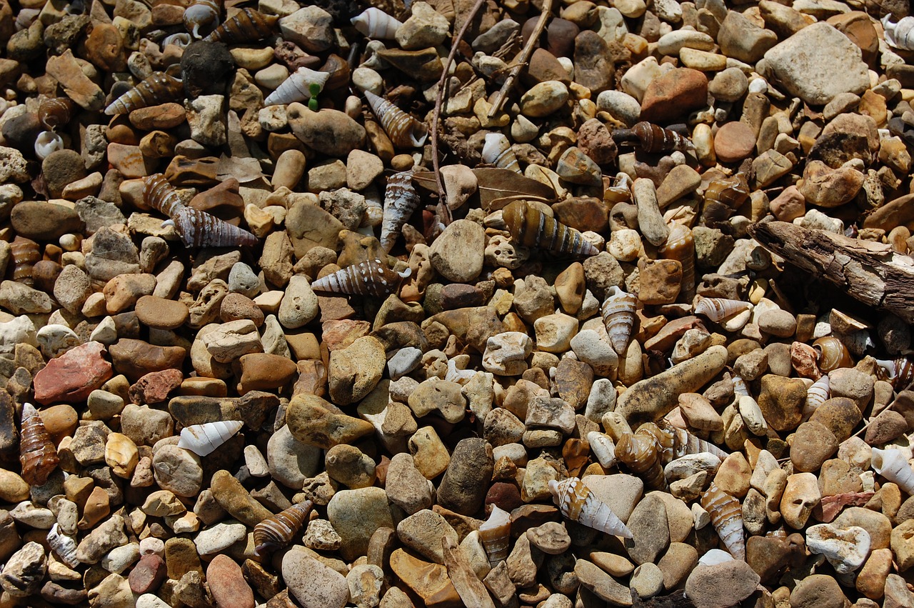 Image - pebbles shells shore beach