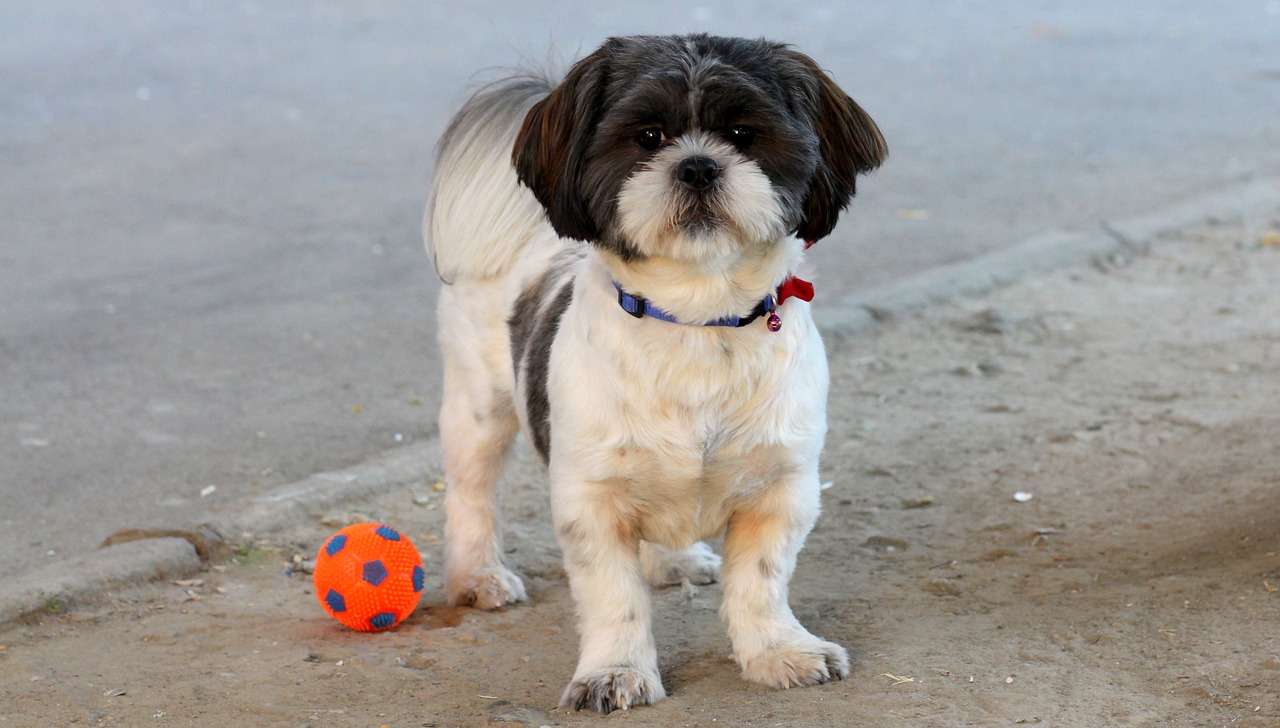 Image - dog play ball pet white black