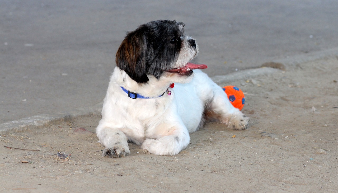 Image - dog play ball pet white black