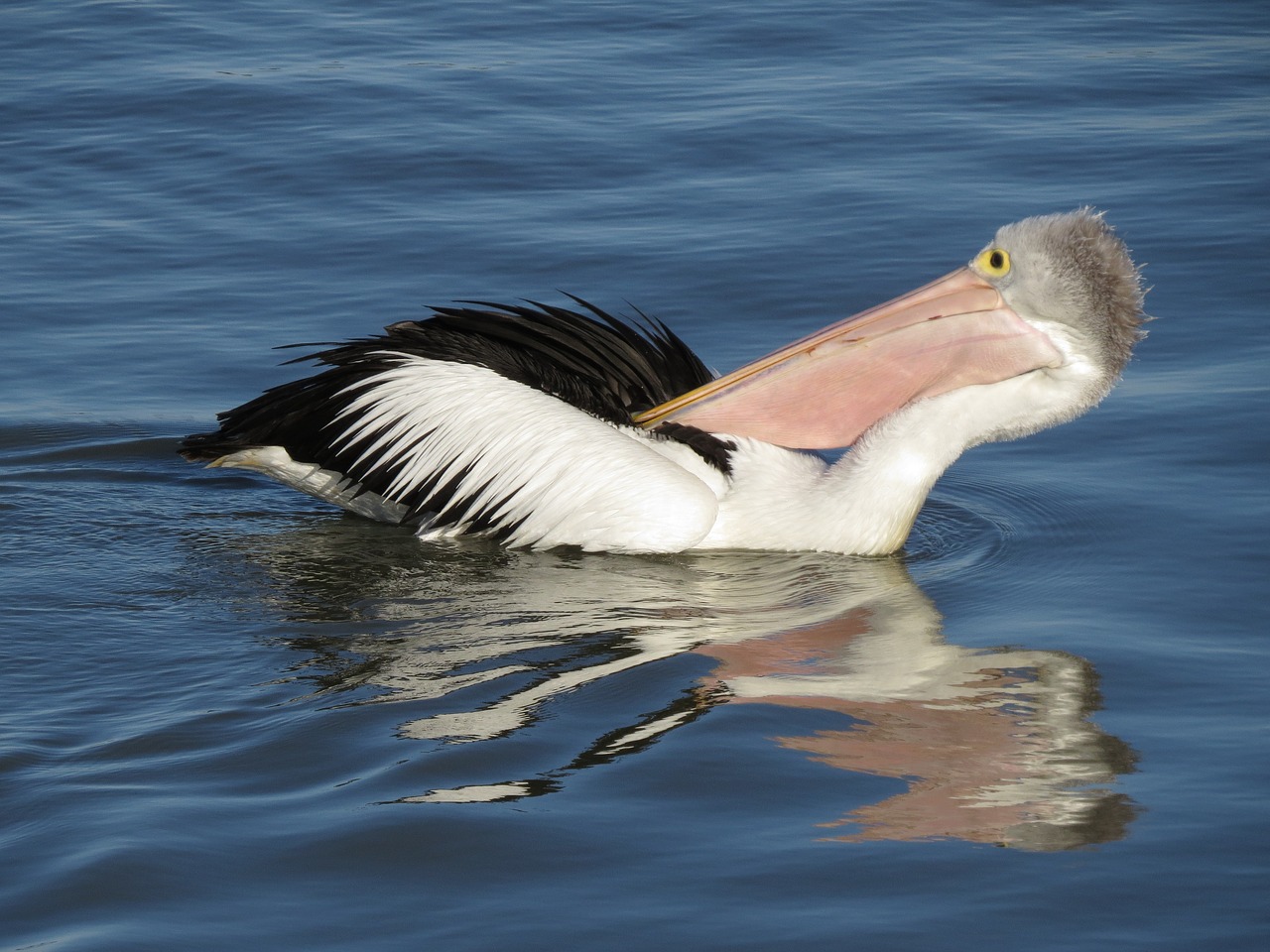 Image - australian pelican goolwa