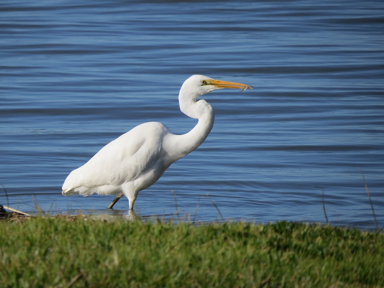 Image - great egret goolwa south australia