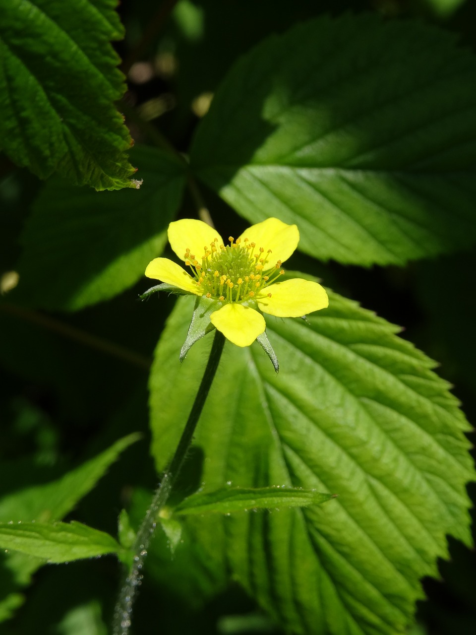 Image - burning crowfoot ranunculus flammula