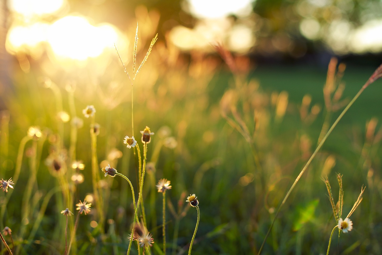 Image - sunshine the evening sun underbrush