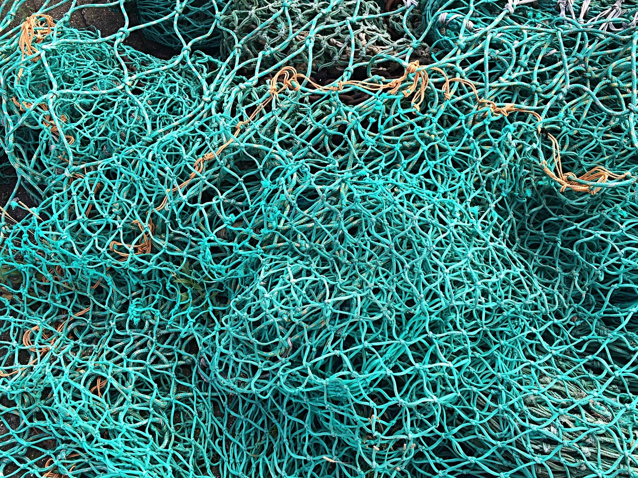 Image - fishing net fish green fishing sea