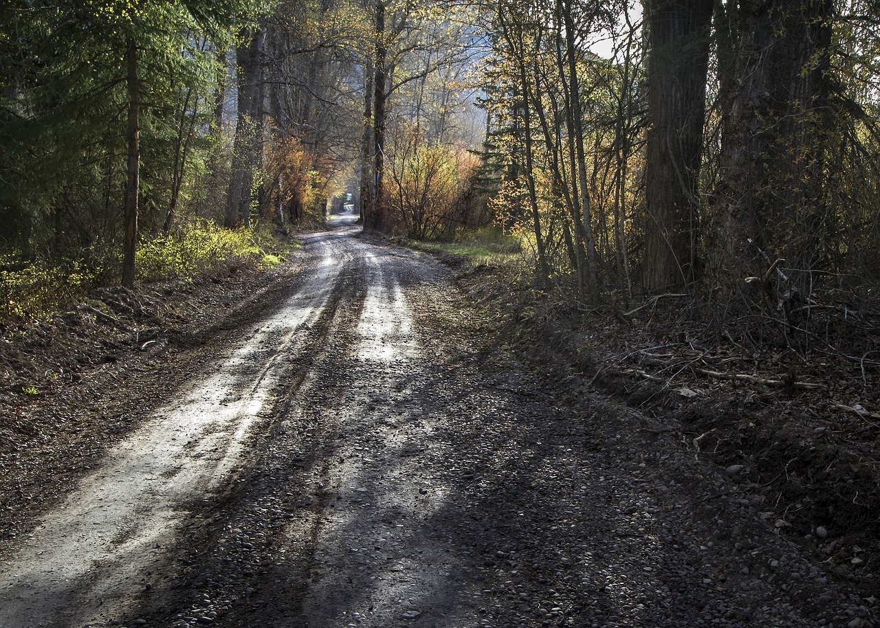 Image - forest woods landscape road trail