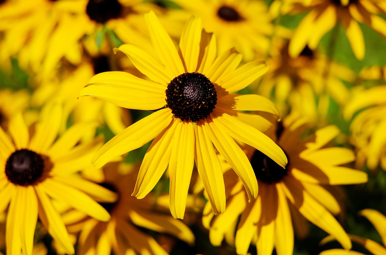 Image - flower sun hat ordinary sonnenhut