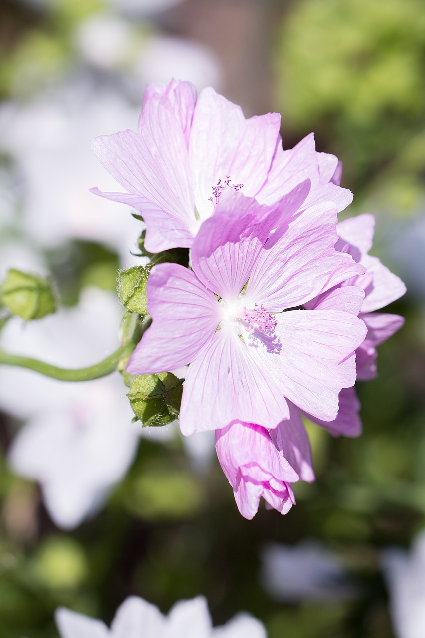 Image - stock rose pink flower pink flower