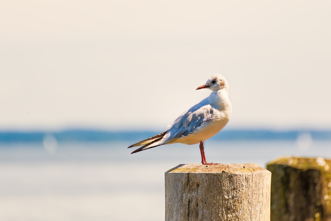 Image - gull bank bird animal water bird