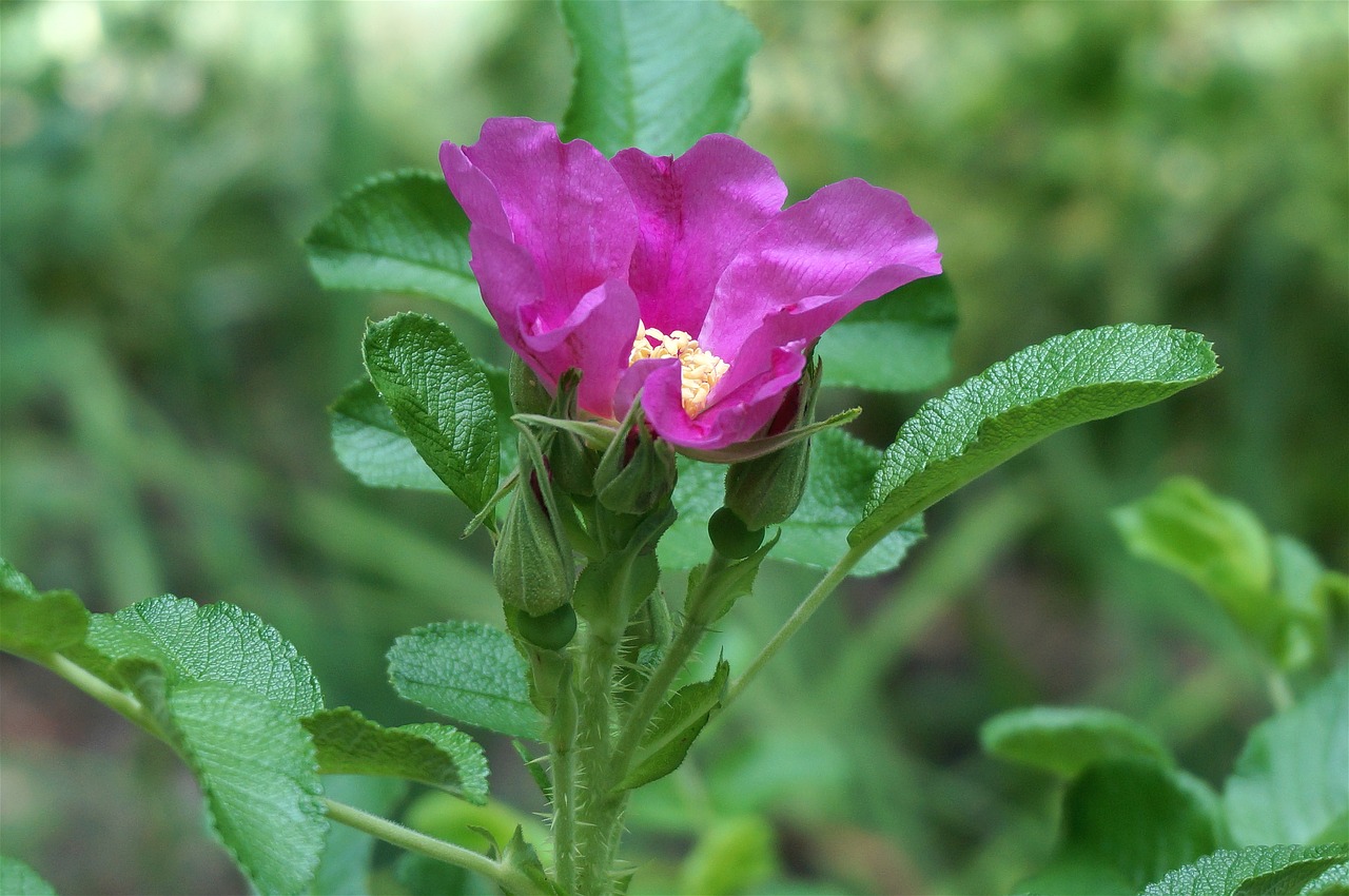 Image - promise of the rose rose flower