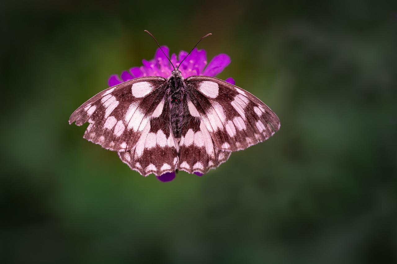 Image - butterfly chess board women s board