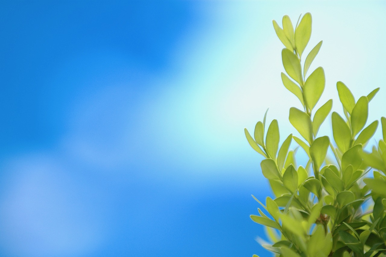 Image - plant green blue background garden