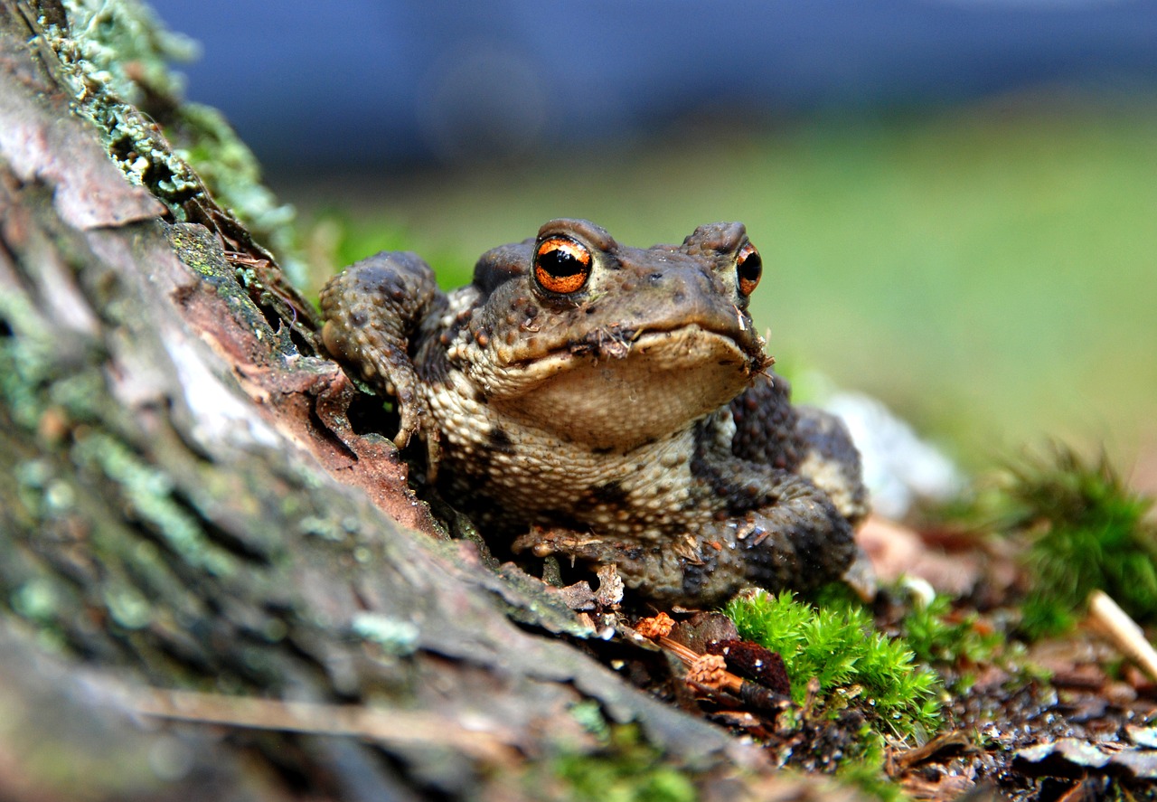 Image - the frog amphibian forest nature