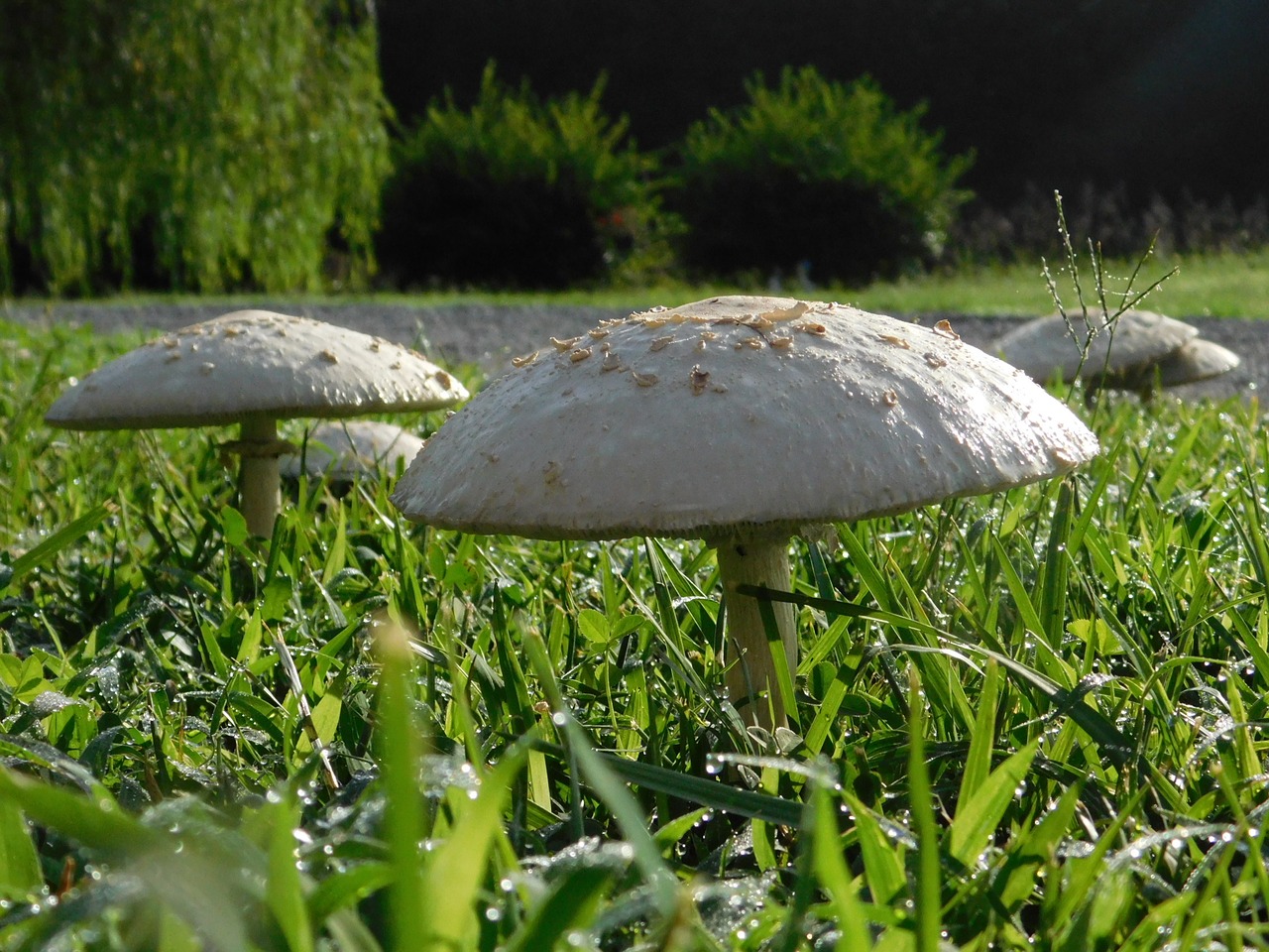 Image - mushroom grass nature morning