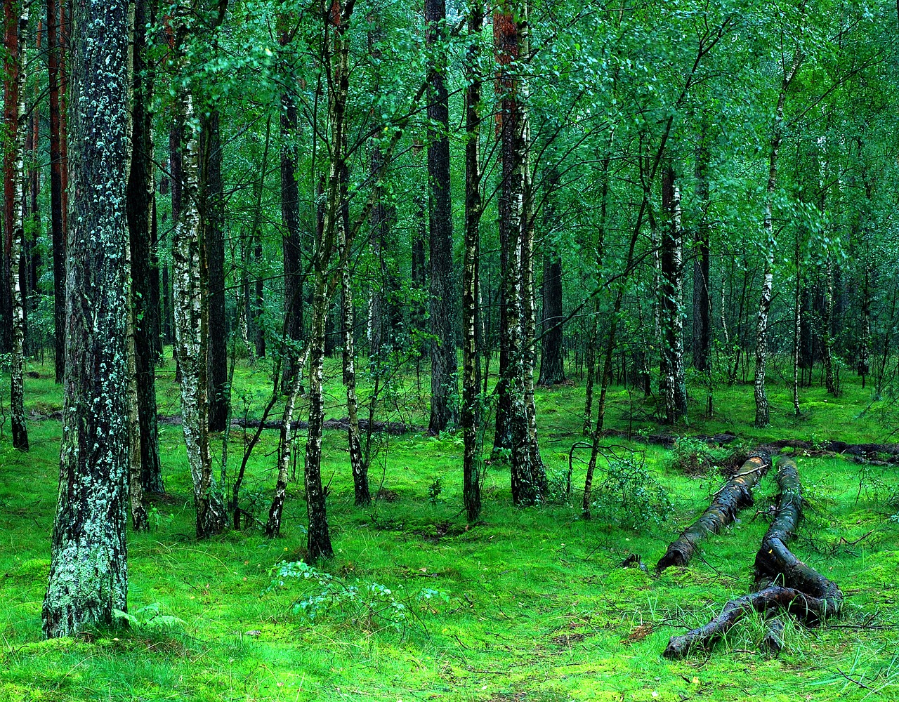 Image - forest forests tucholski poland