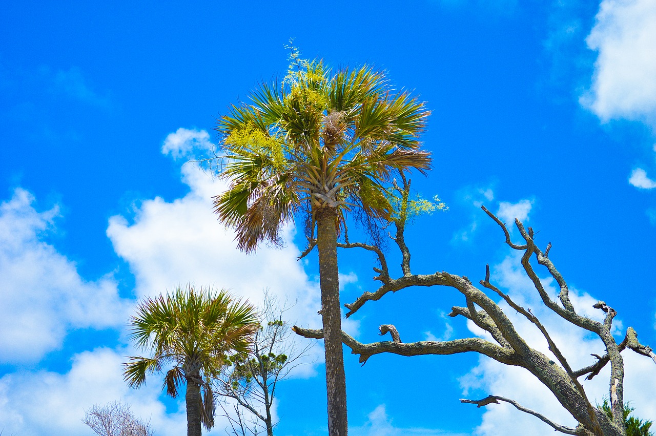 Image - folly beach sky palm trees