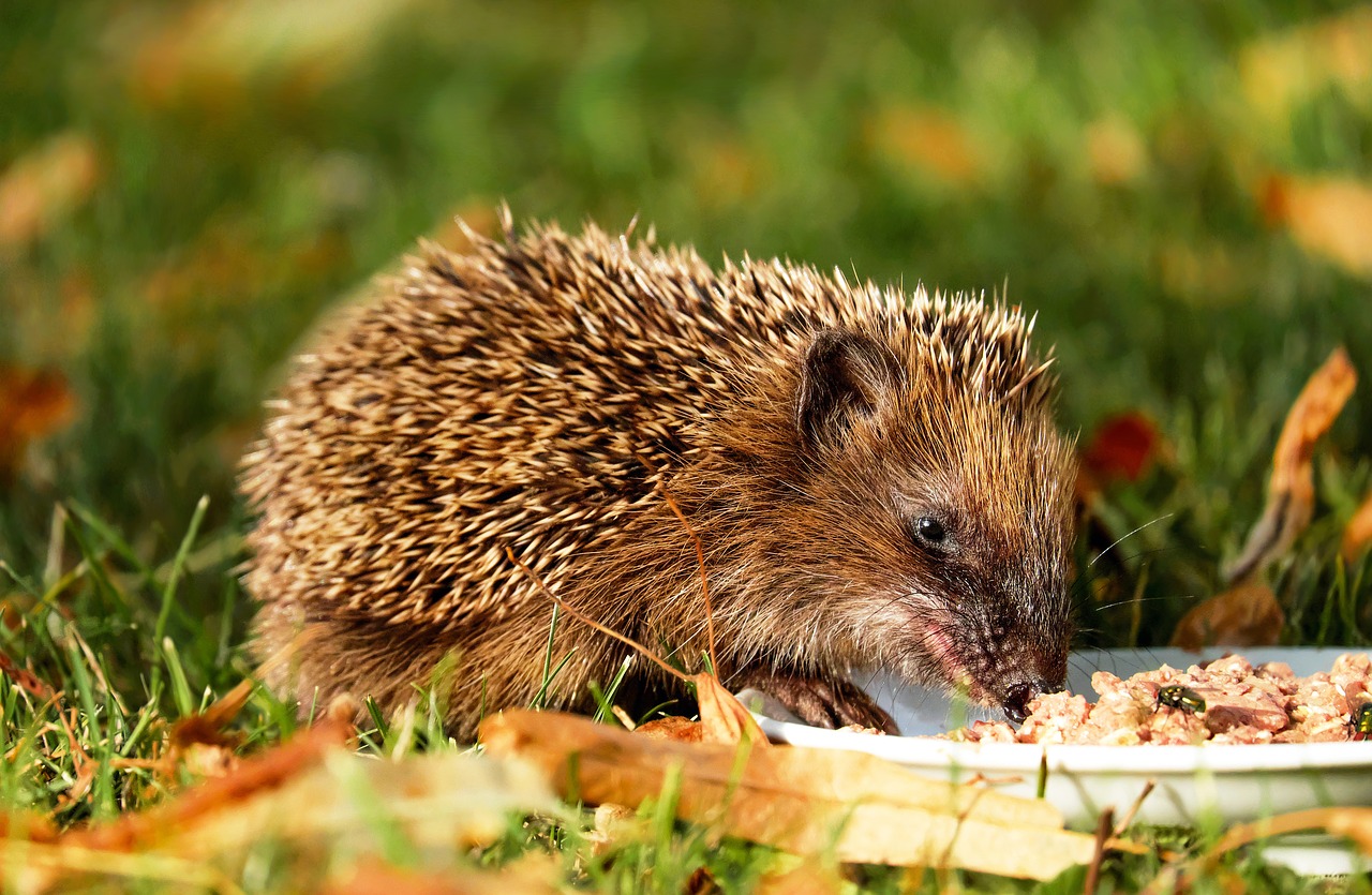 Image - hedgehog animal hannah young meal