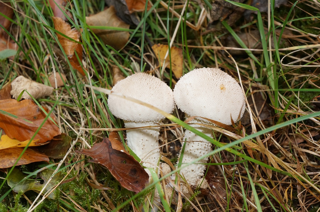 Image - toadstools grass mark