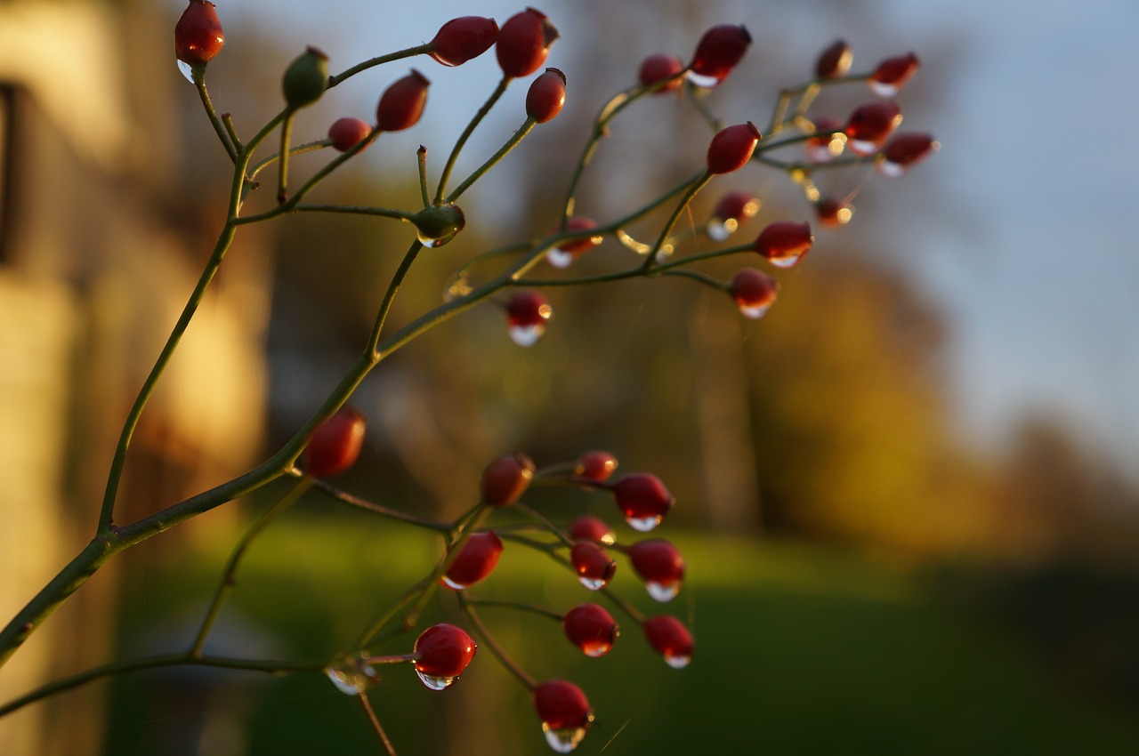 Image - berry rain natural wet