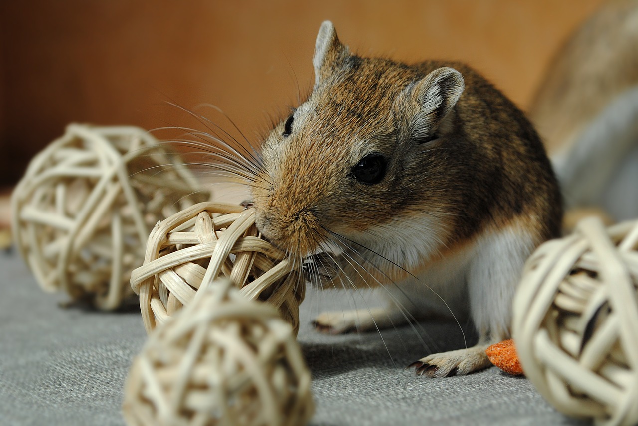 Image - domestic animal rodent gerbil games