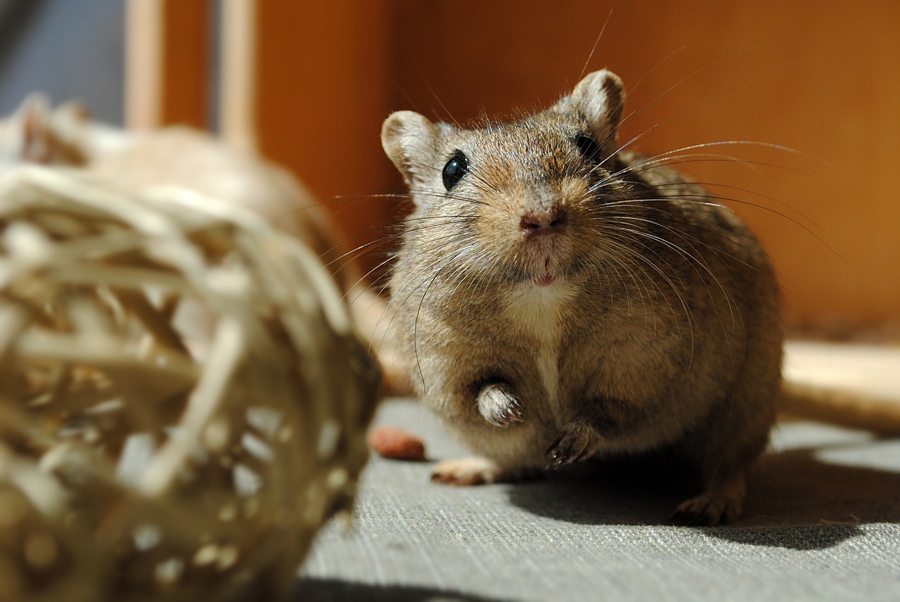 Image - domestic animal rodent gerbil