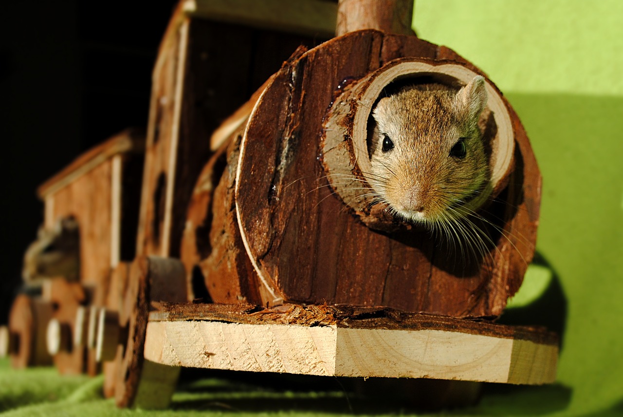 Image - domestic animal rodent gerbil