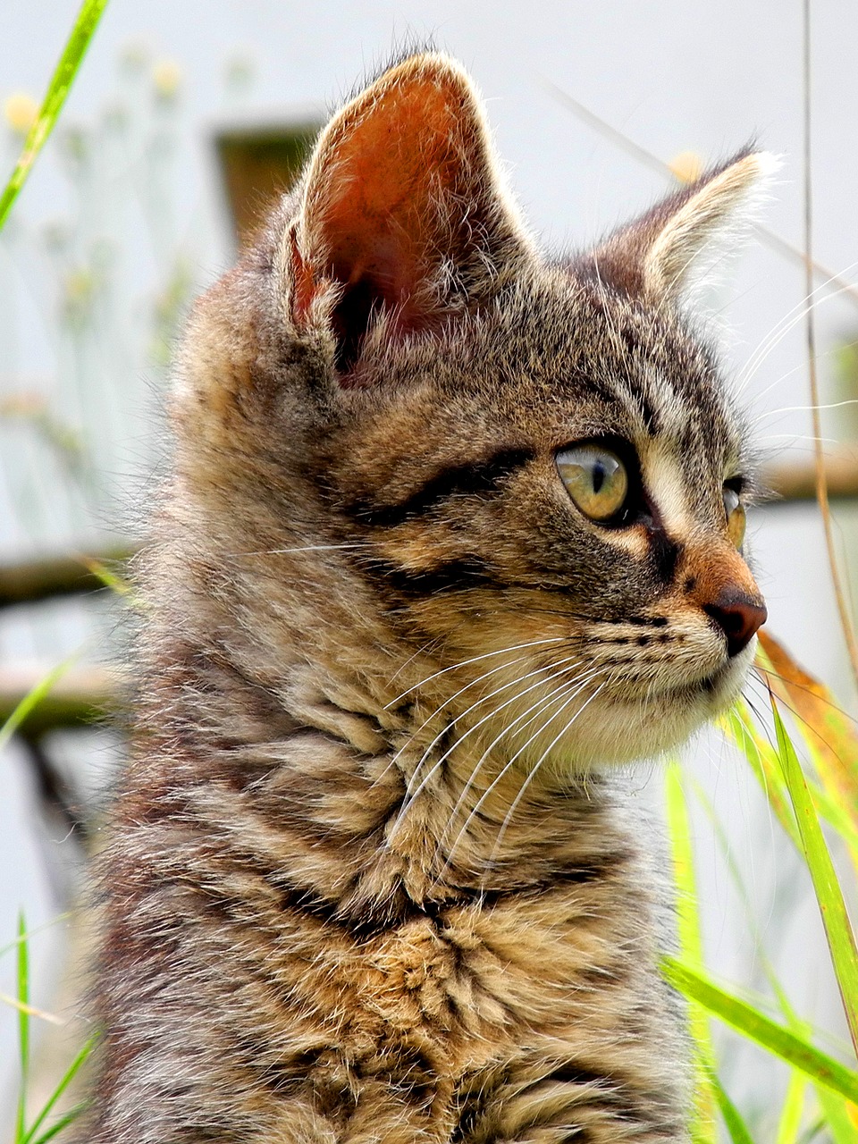 Image - cat kitten head domestic cat