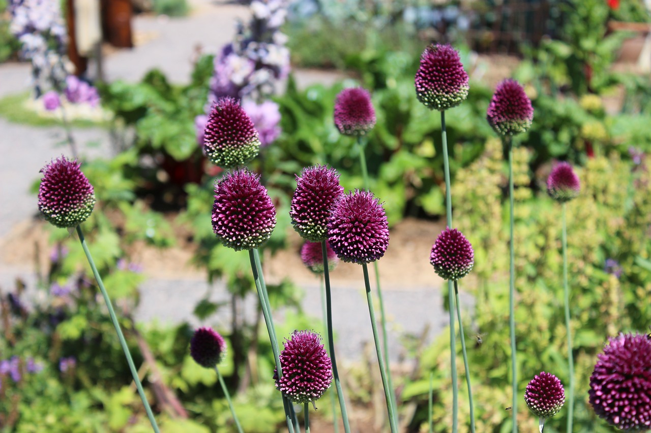 Image - landesgartenschau landau flowers