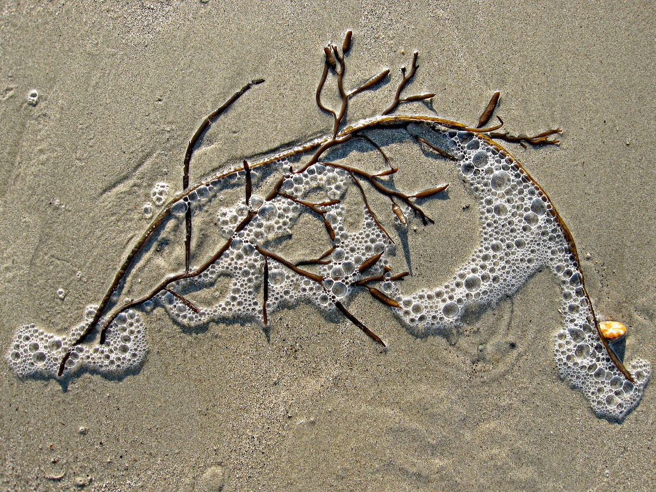 Image - seaweed sand bubble sea weed