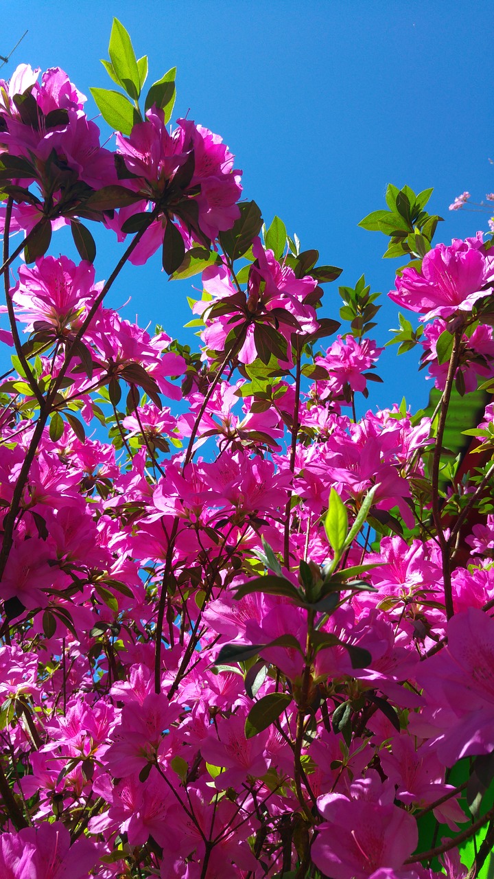 Image - azalea flower pink sky blue