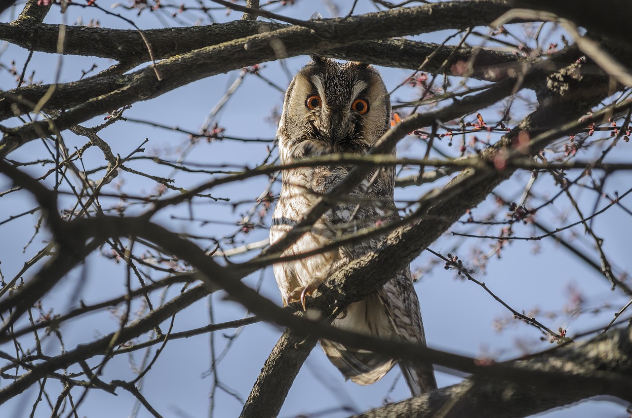 Image - owl bird madárféle is watching