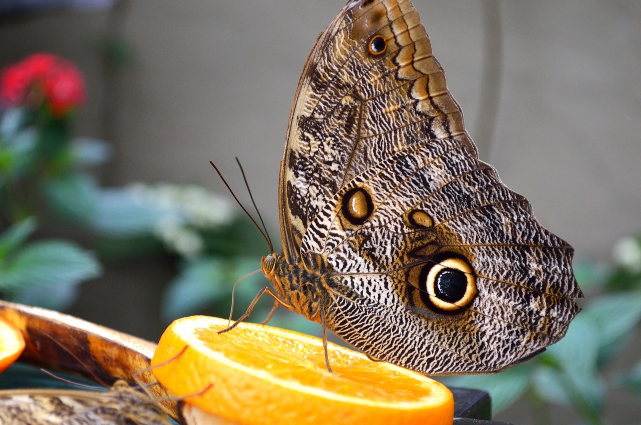 Image - owl butterfly plant insect wings