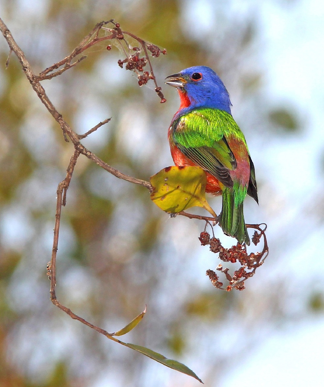 Image - painted bunting bird perched