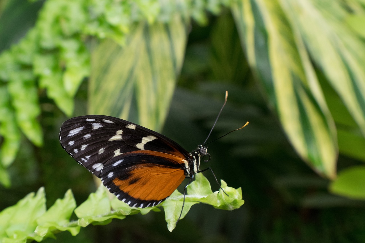 Image - butterfly macro insect nature silk