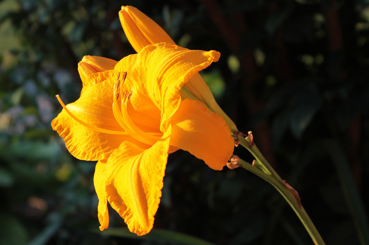 Image - yellow gold lily flower bloom